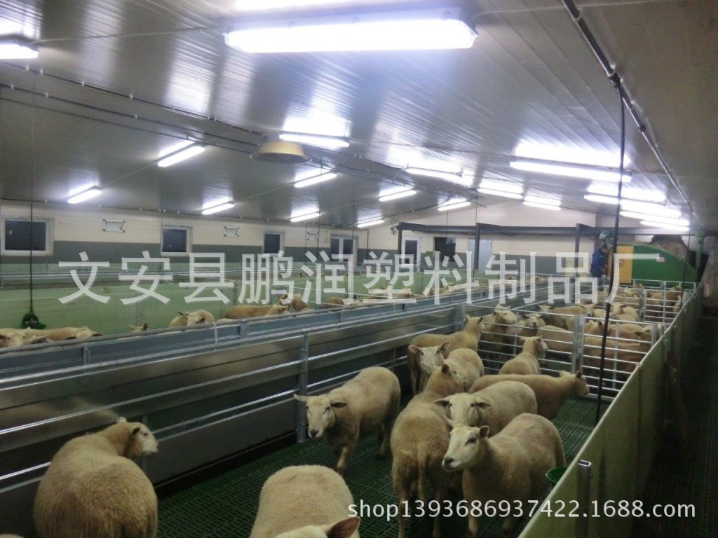 羊床
