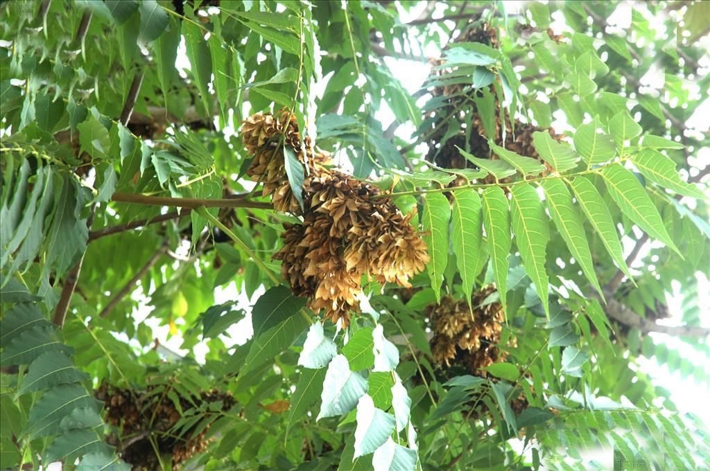 种子带翅臭椿皮种子大果臭椿椿树木砻树种子优质