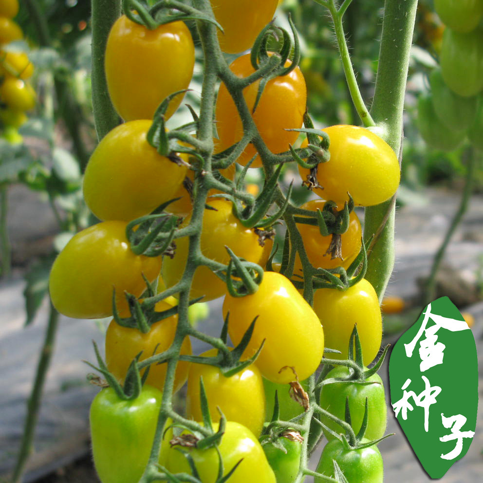 金桃2号\/黄色樱桃小番茄种子 黄色西红柿种子