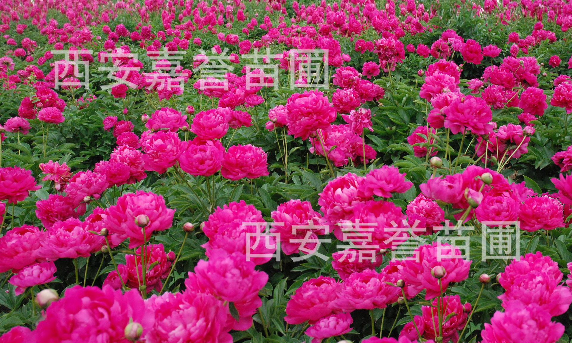 陕西芍药花价格_芍药花卉公司厂家大量批发工程绿化供应量大从优