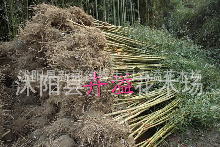 竹类植物-自产自销 批发金镶玉竹 北方耐寒竹子