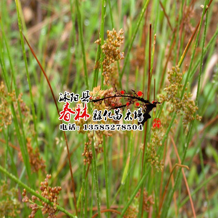 供应水生植物-灯芯草 别称 蔺草 龙须草 野席草 马棕根 野马棕