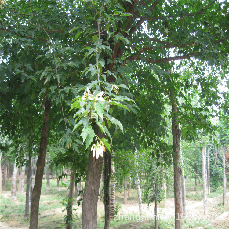 大批量生产销售园林绿化用茶条槭 批发优质茶条槭 现货充足