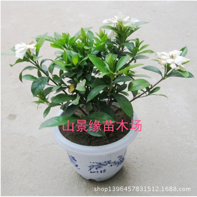 栀子花,旧庭院阅读答案