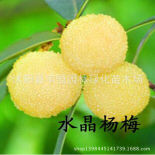 乔木-批发果树苗木杨梅树苗大果型白杨梅品种