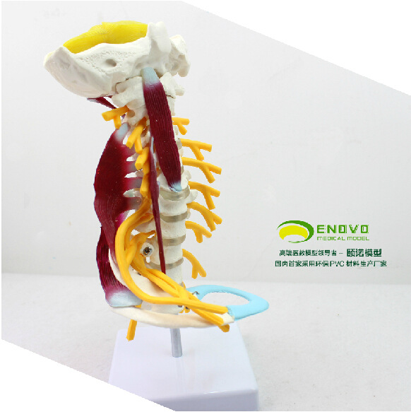 ENOVO正品医用人体颈椎模型 颈椎肌肉神经模