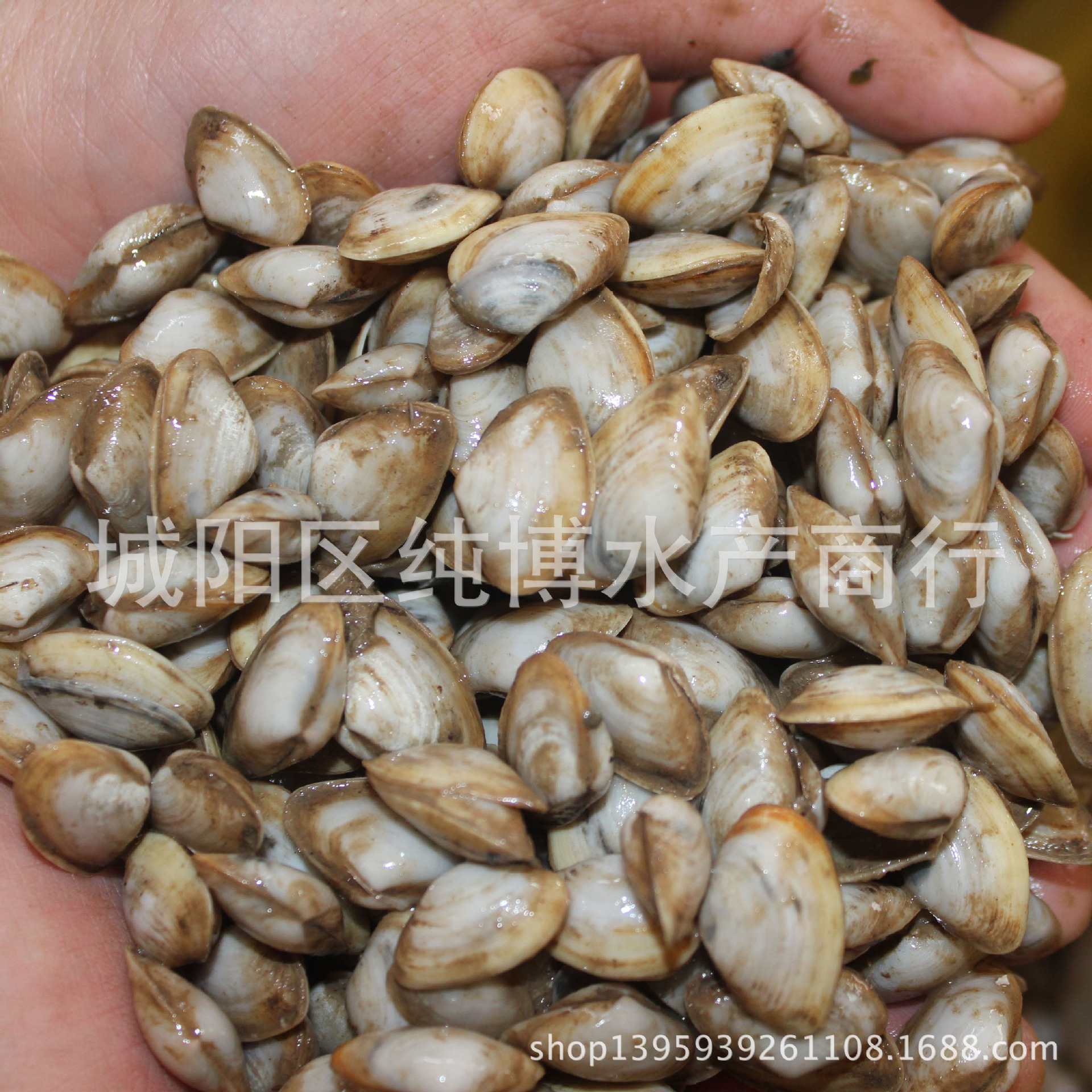供应优质鲜活海沙子 兰蛤 海鲜贝类批发