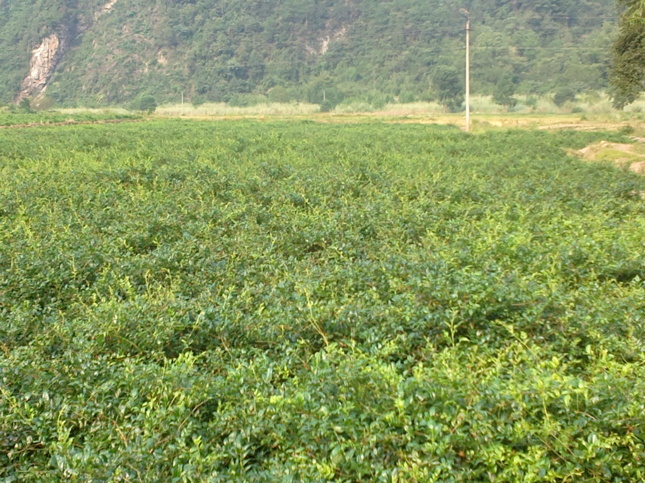 库存农产品-张家界原产地莓茶批发 慢性咽炎克