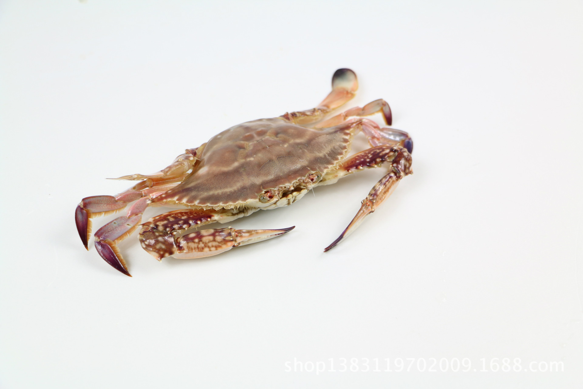 青岛野生公梭蟹 鲜活梭子蟹 带膏海蟹 螃蟹梭蟹200g-250g一只