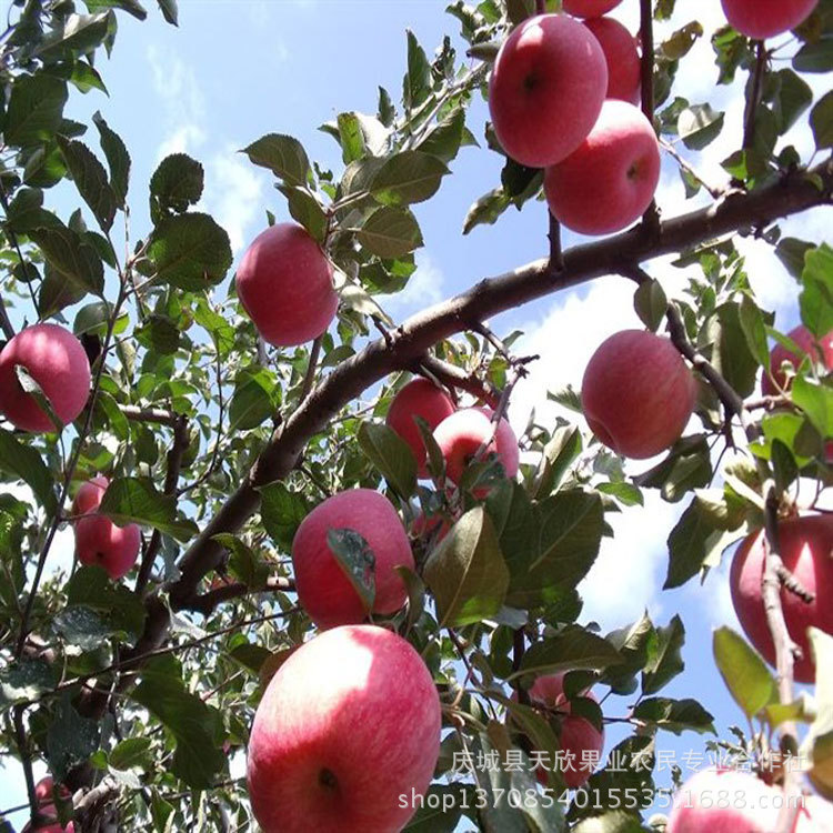 【营养最高的苹果庆阳苹果产地货源直销红富士