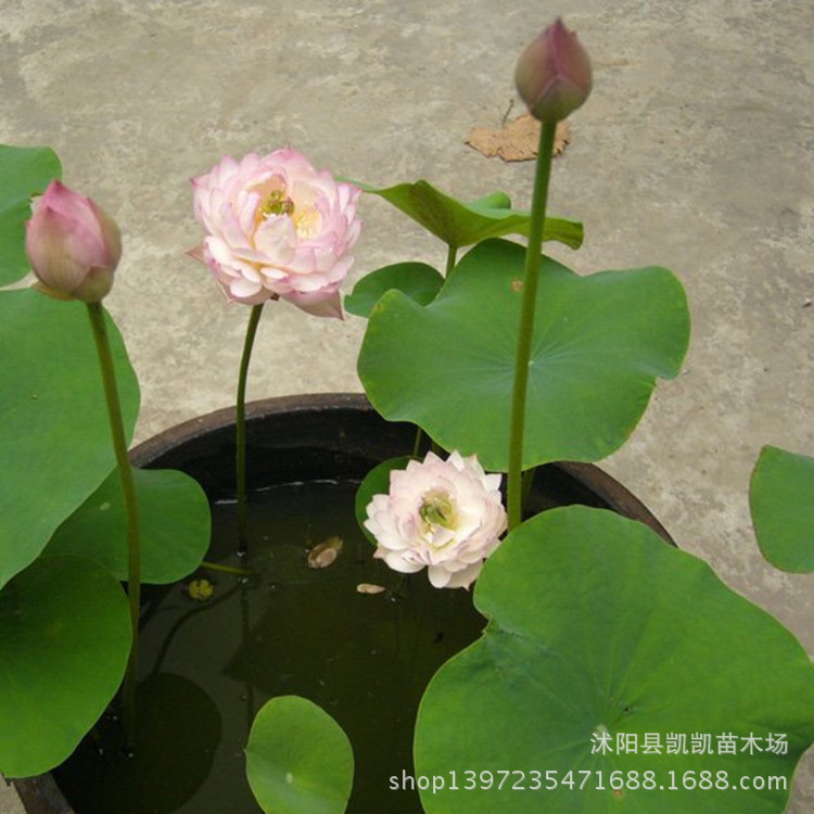 水生植物-直销碗莲种苗 观赏花卉 水生植物 碗