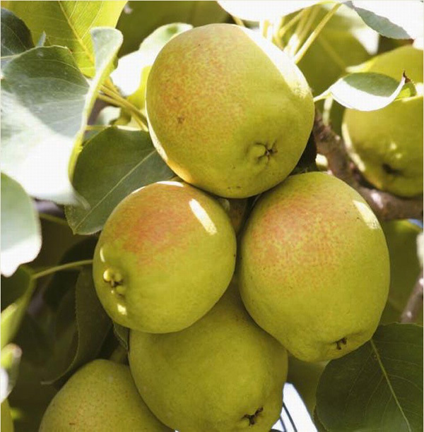 梨-【立奇逸】广州进口水果批发 新疆特产库尔