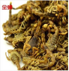 中药材批发供应动物原药材全虫优质蝎子