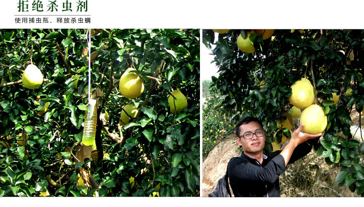 3．广西容县沙田柚苗：建议**组织在容县大范围种植沙田柚。虽然很好吃，但是份量很小。 