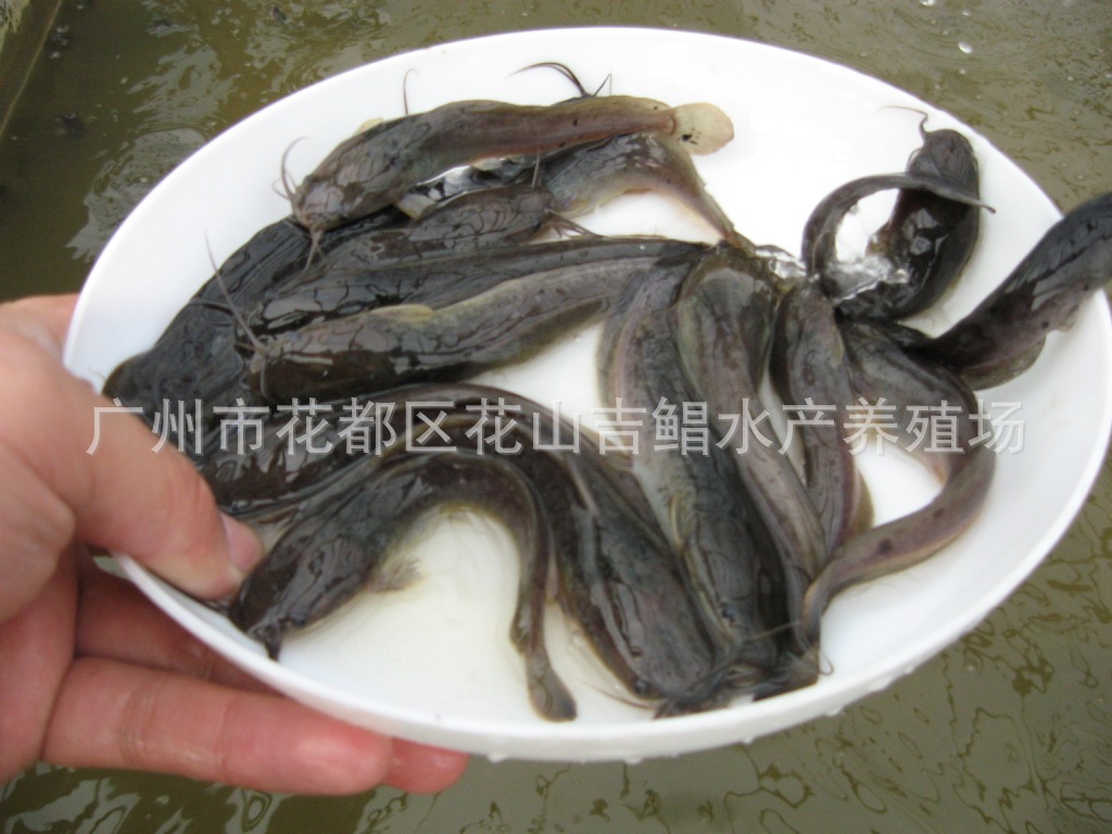 埃及塘虱鱼苗 泰国塘虱鱼苗批发