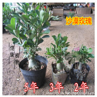 ... 植物 沙漠玫瑰大苗 沙漠玫瑰盆栽 沙漠玫瑰 盆景大苗