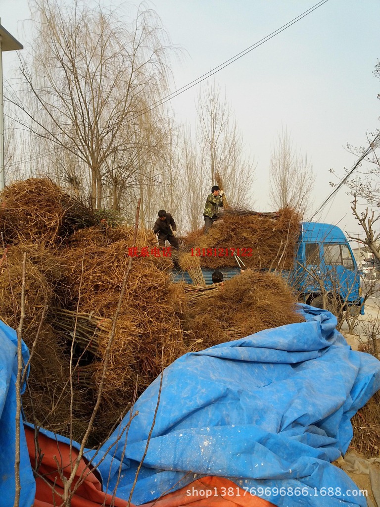 【山东果树苗批发基地 供应黄桃树苗 优质嫁接