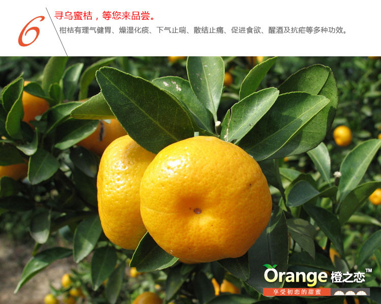 柑橘新鲜水果绿色有机孕妇水果桔子批发7斤一箱  8月是最早上市的柑橘