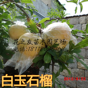 果树-白玉石榴 白 苗 树苗 开花白色 结果白色 翠