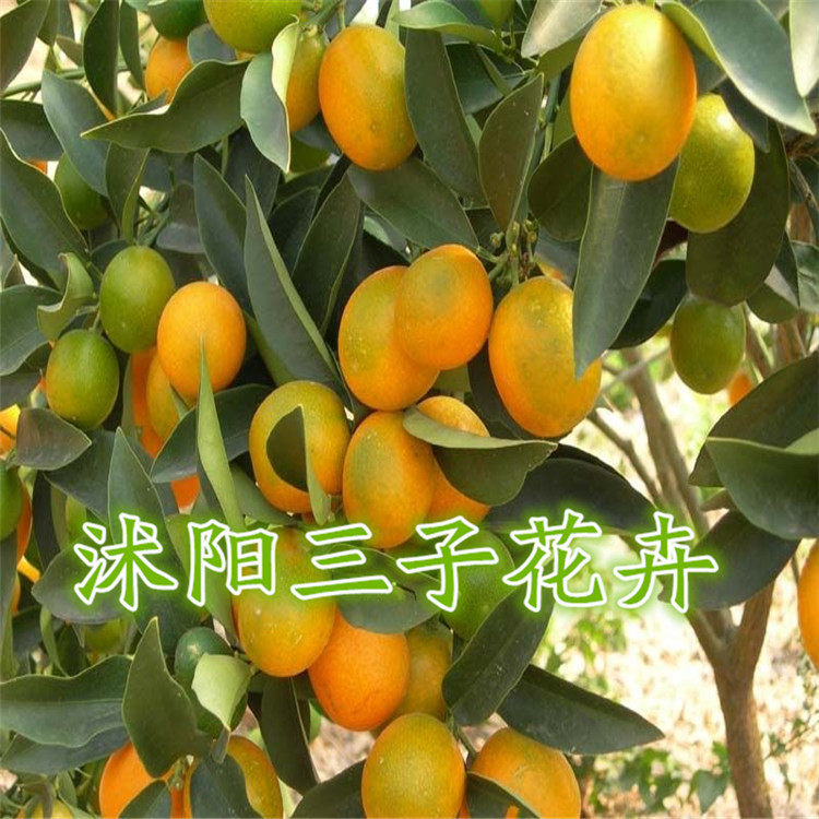 正宗嫁接脆皮柑橘苗 当年结果量大从优 图片