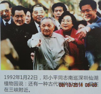 点击打开原图 邓小平说的那棵水杉树