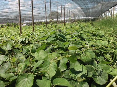 供应苍溪原产地红心果猕猴桃苗,正宗红心苗,海