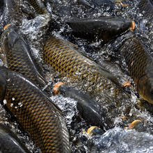 海鲤鱼_鱼类_海鲤鱼批发_海鲤鱼供应