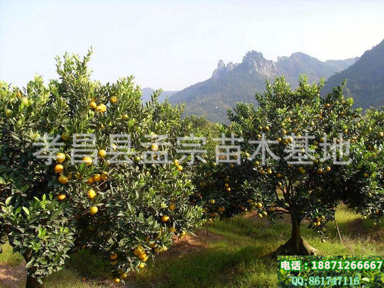 果树-大量批发优质高产 柑桔树苗 产量大,耐寒