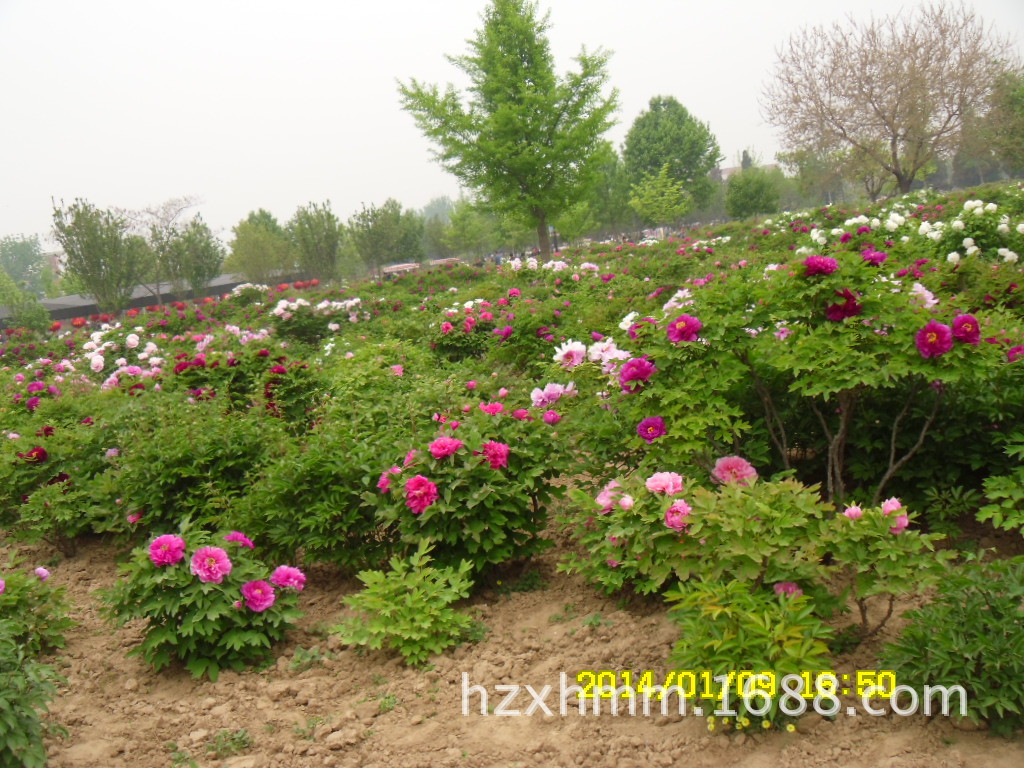 批发牡丹小苗 菏泽花城正宗精品牡丹花苗 菏泽牡丹基地直销3年生