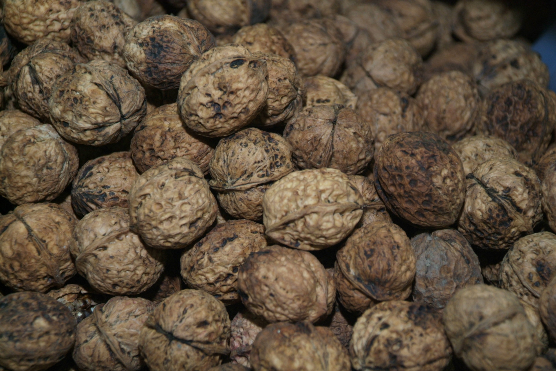 干果炒货类-供应 纯天然野生特优纸皮核桃 福建