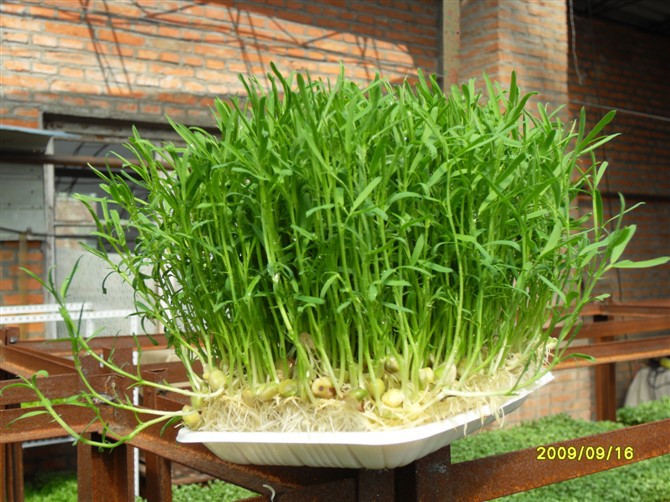 松柳种子 芽苗菜种子 云松种子 家庭盆栽蔬菜种子批发100斤包装