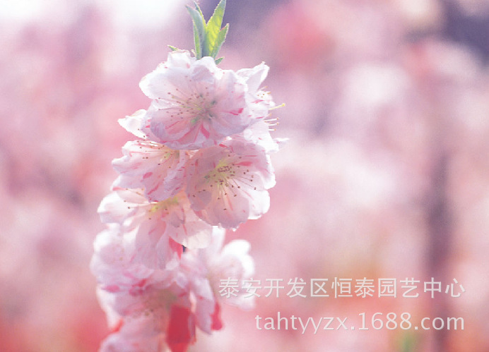 樱花13