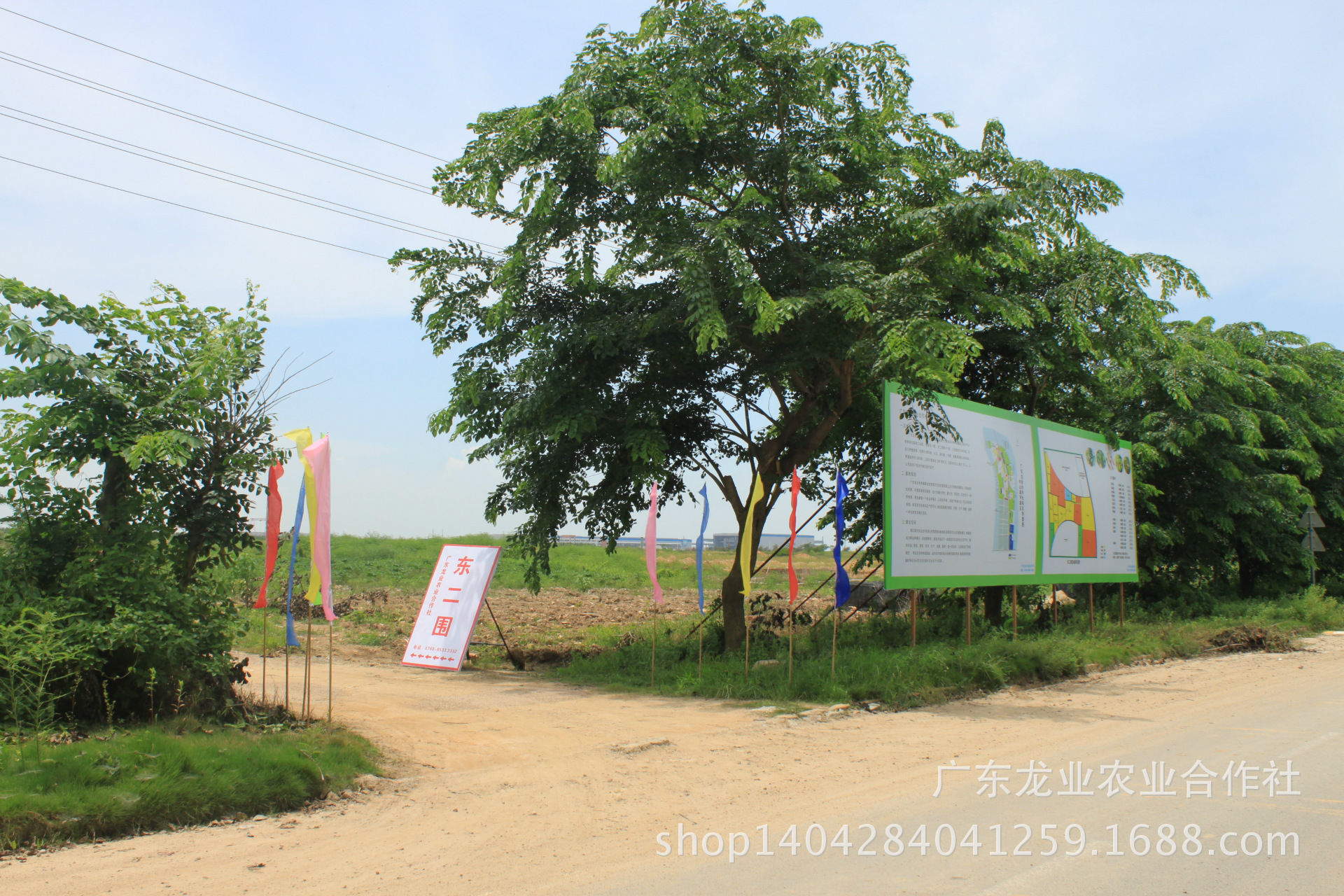 库存农产品-大量供应优质火龙果 广东龙业合作