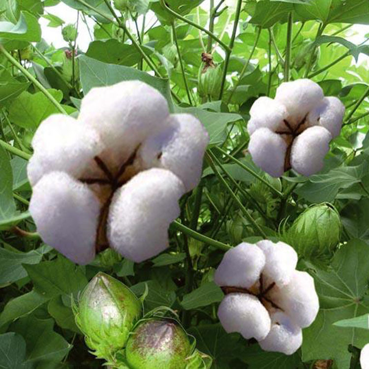 9月23到张家港 2级 南疆新花 新疆产地棉花 优