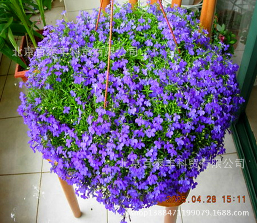 六倍利_翠蝶花_好园丁官网批发彩包种子 图片