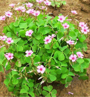 种苗、种子、种球-红花草 . 三叶草系列红花酢