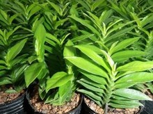 【玉蜻蜓】玉蜻蜓价格\/图片_玉蜻蜓批发\/采购_玉蜻蜓厂家\/供应商-阿里巴巴