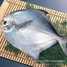 低价批发 优质 冷冻 小银鲳 白鲳鱼 北极帝王鲳鱼 进口 黑鲳鱼
