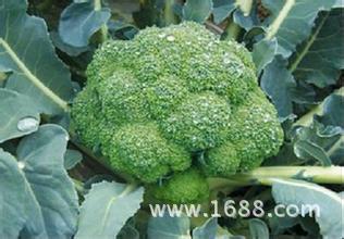 湖北山江农业--西兰花种植技术