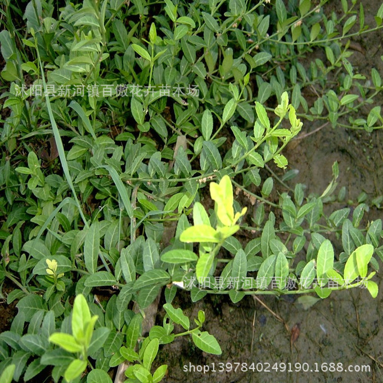 批发采购藤本植物-特供藤本绿化苗 爬墙的小叶