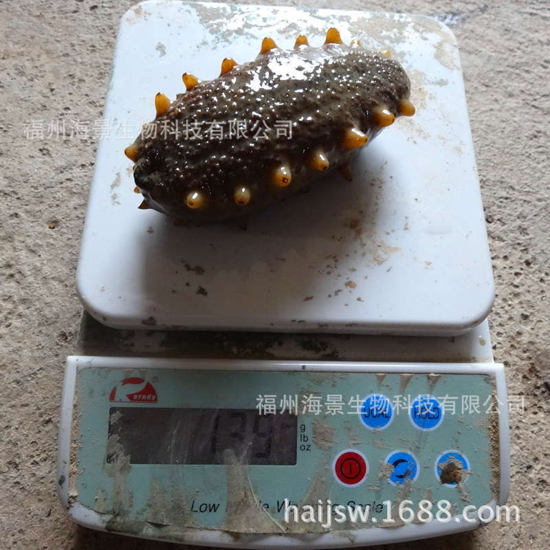 投喂海景海参饲料后的海参