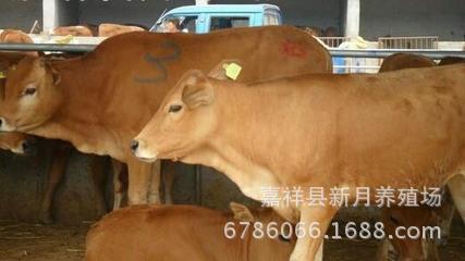 牛-供-小黄牛-育肥肉牛犊多少钱一头-最新肉牛