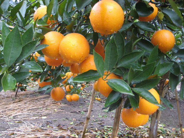 中国甜橙 漳州平和特产 橙子 批发 产地特供 可