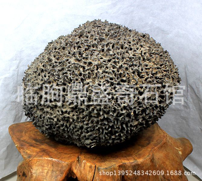 奇石化石原石 天然珊瑚状蜂窝木化石 陆地珊瑚蚂蚁窝 极其少见