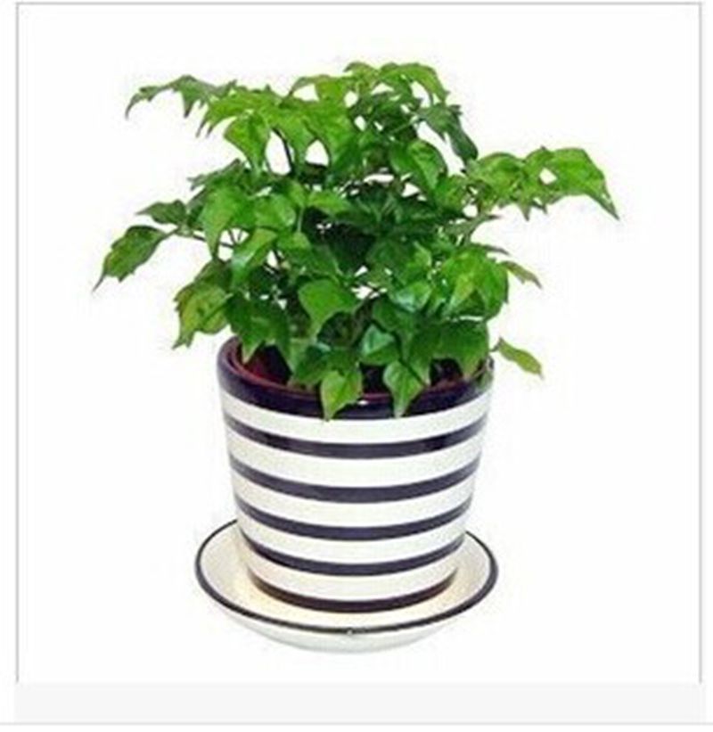 小幸福树盆栽植物,家居办公桌小植物,南昌送货上门新装修房必备