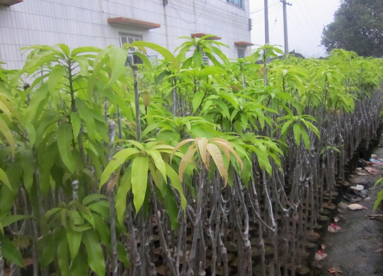 果树-基地特价大量批发:最新品种 果苗 南方水