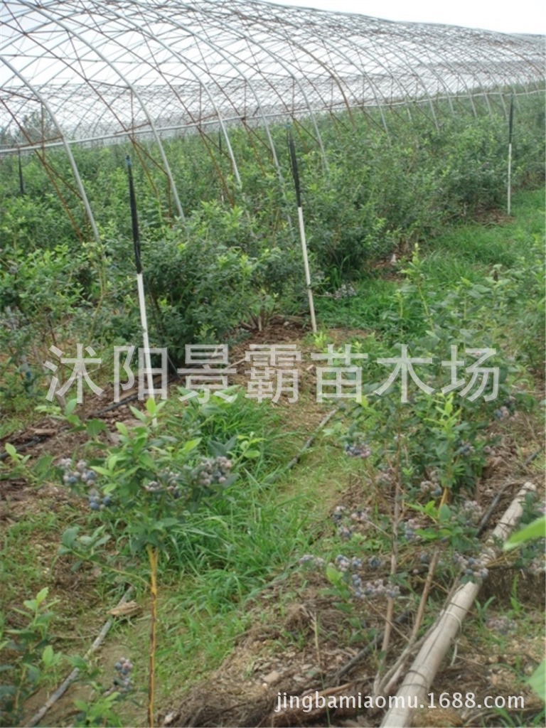 基地蓝莓园7