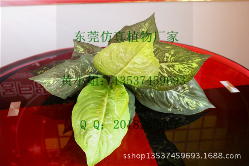 斑点银河 大 (1)