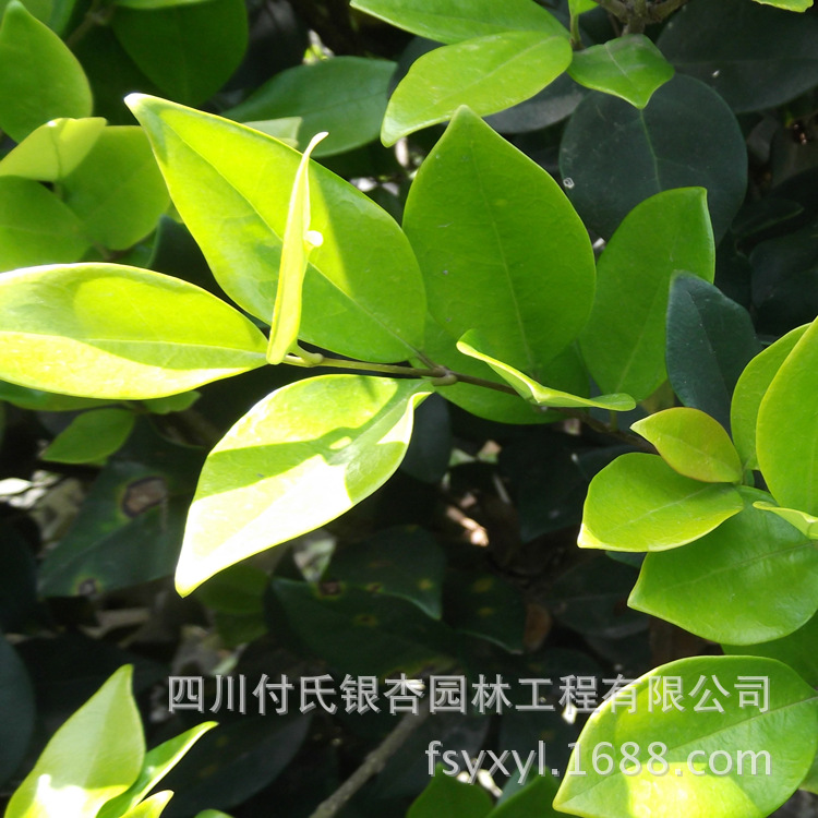 大量批发供应温江花木绿化苗木优质彩叶灌木金森女贞