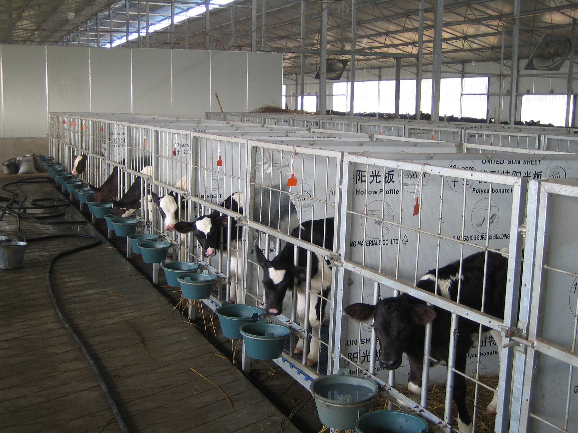 畜牧养殖设备_专业生产畜牧养殖设备,牛场牛犊